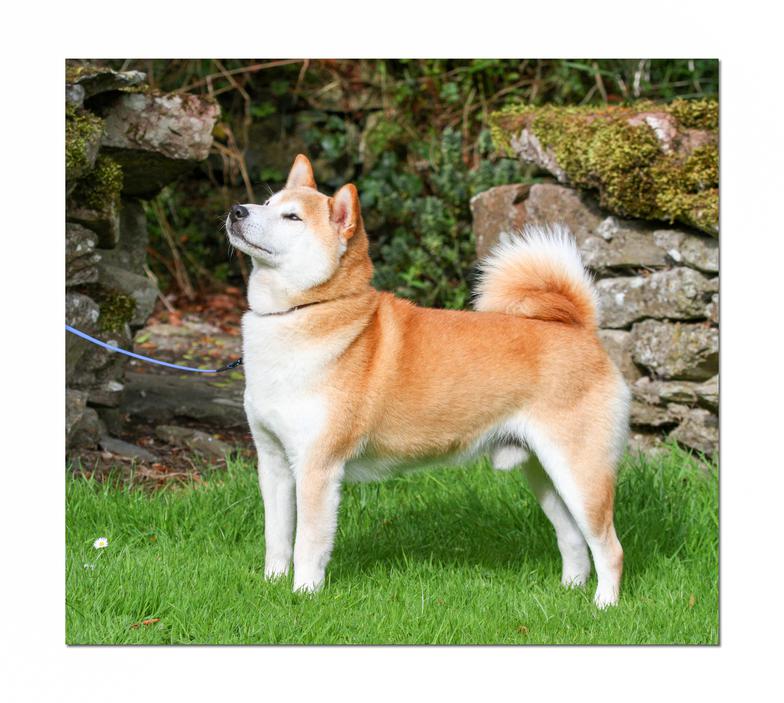 vormund shiba inu