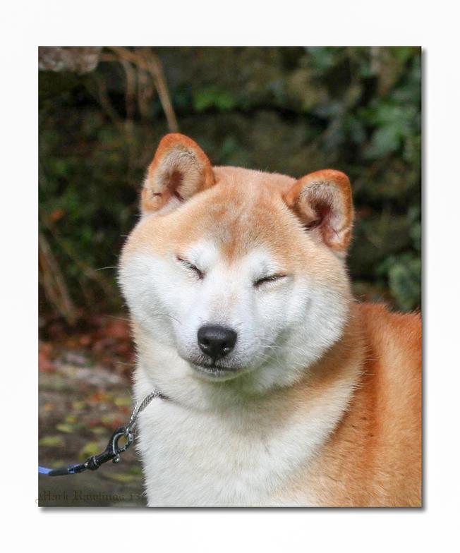 vormund shiba inu